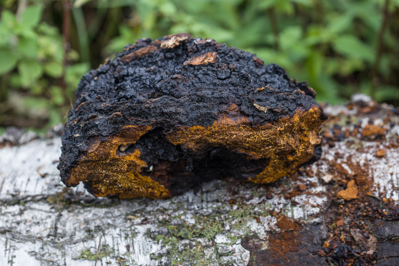 Chaga, ciuperca pentru o digestie sănătoasă