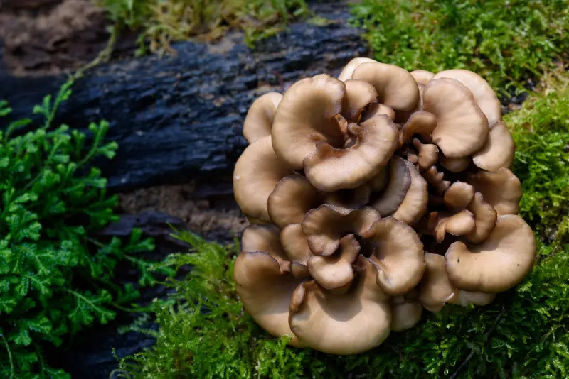 Maitake, ciuperca preventivă a bătrâneții