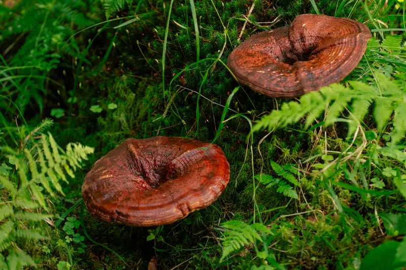 Reishi – ciuperca liniștii și a longevității